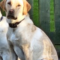 Labrador Retriever - Both