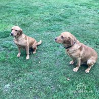 Labrador Retriever - Both