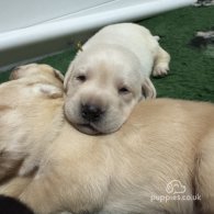 Labrador Retriever - Both