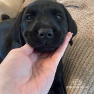 Labrador Retriever - Both