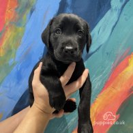 Labrador Retriever - Both