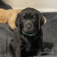 Labrador Retriever - Both