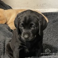 Labrador Retriever - Both