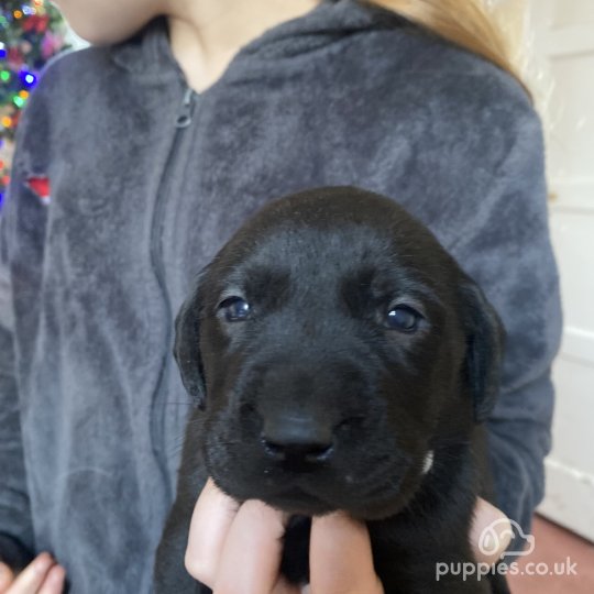 Labrador Retriever - Both