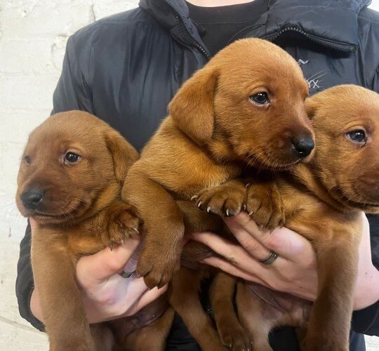 Labrador Retriever