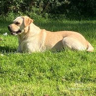 Labrador Retriever - Both