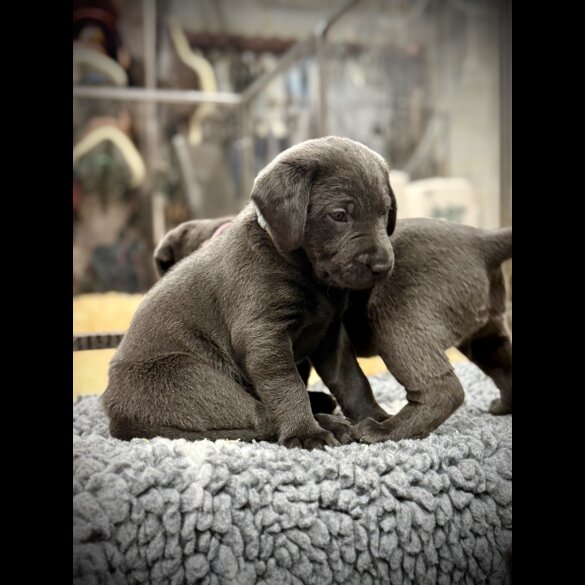 Labrador Retriever - Both