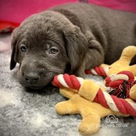 Labrador Retriever - Both