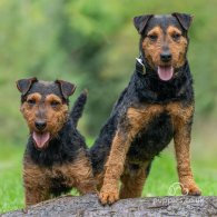 Lakeland Terrier