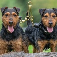 Lakeland Terrier