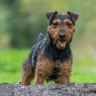 Lakeland Terrier