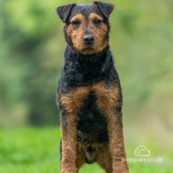 Lakeland Terrier