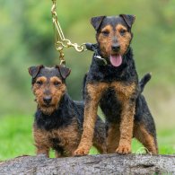 Lakeland Terrier