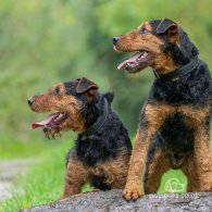 Lakeland Terrier