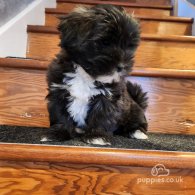 Lhasa Apso - Dogs