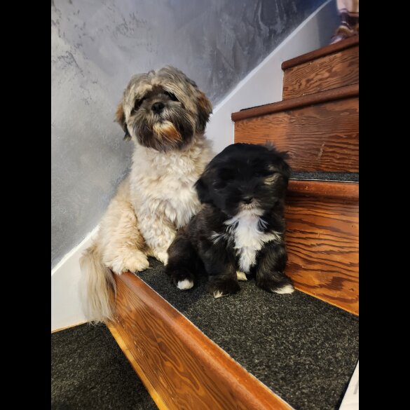 Lhasa Apso - Dogs