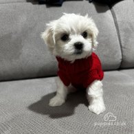 Maltese - Both