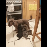 Miniature Poodle - Both