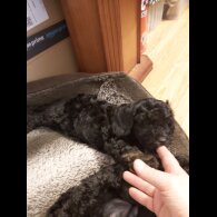 Miniature Poodle - Both