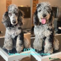 Miniature Poodle - Both