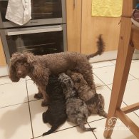 Miniature Poodle - Both