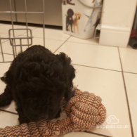 Miniature Poodle - Both