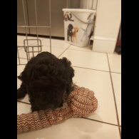 Miniature Poodle - Both