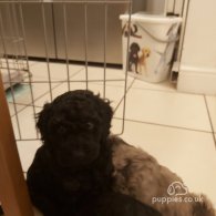 Miniature Poodle - Both