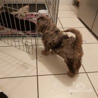 Miniature Poodle - Both