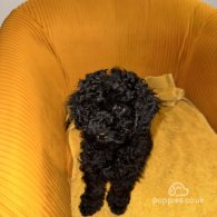 Miniature Poodle - Both