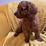 Miniature Poodle - Both