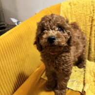 Miniature Poodle - Both