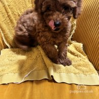 Miniature Poodle - Both