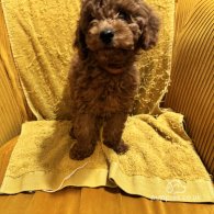 Miniature Poodle - Both