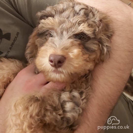 Miniature Poodle - Both