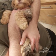 Miniature Poodle - Both