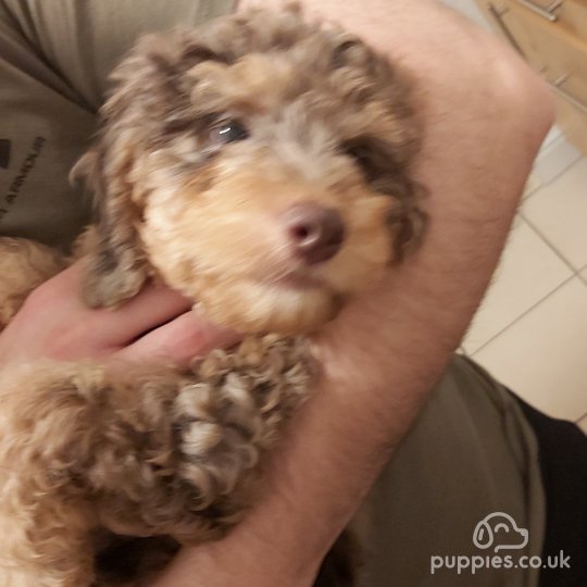 Miniature Poodle - Both