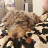 Miniature Poodle - Both