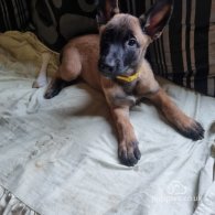 Belgian Shepherd Dog (Tervuren) - Both