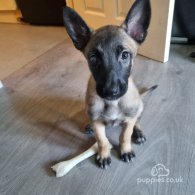 Belgian Shepherd Dog (Tervuren) - Both