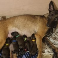 Belgian Shepherd Dog (Tervuren) - Both