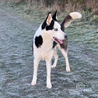 Mixed Breed - Dogs