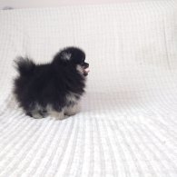 Pomeranian - Both