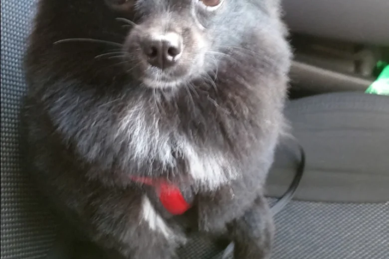 Pomeranian