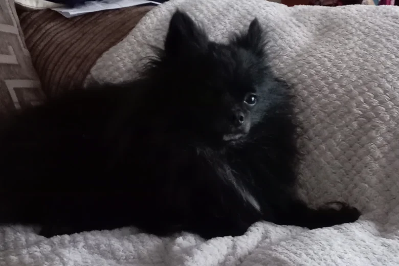 Pomeranian