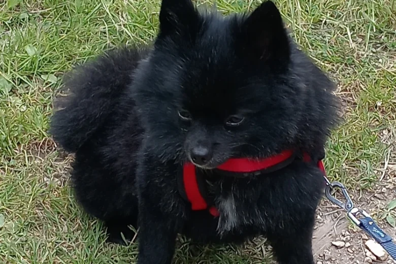 Pomeranian