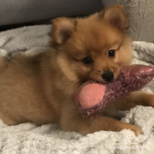 Pomeranian - Both