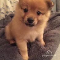 Pomeranian - Both