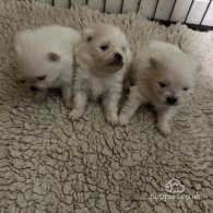 Pomeranian - Dogs