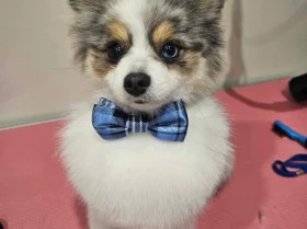 Pomeranian